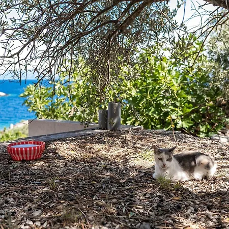 Hébergement de vacances Olive's Garden House - Three Bedroom With Terrace And Sea View Vela Luka